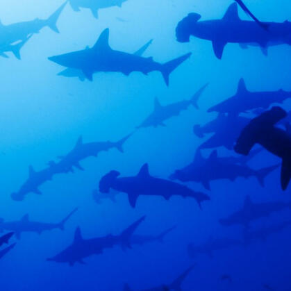 An aesthetic photo of various shark silhouettes against a blue background.